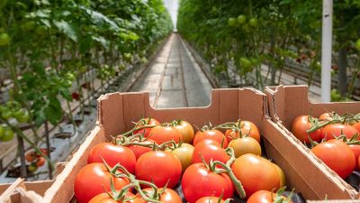 Tomato producer invests in new geothermal greenhouse in Afyonkarahisar, Türkiye