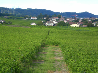 Geothermal project in Vinzel, Switzerland to be abandoned
