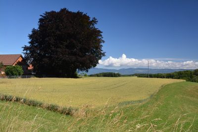 Permit granted for geothermal, hydrogen, and helium exploration in Jorat, Switzerland